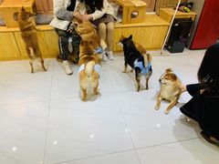 -柴源莊·柴小宠柴犬咖啡