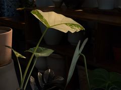 -自由生长植物工作室(深港花卉中心店)