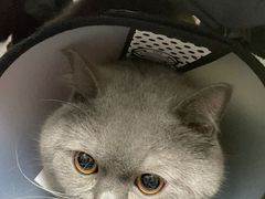 -伟伟宠物医院·CT影像中心·瑞派犬猫综合性门诊(汉口总院)