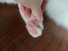 -猫苑生活馆
