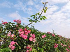 -上海滨江森林公园