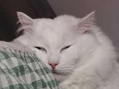 -宠颐生宠物医院·心肾内科·猫专科诊疗中心宠巢店