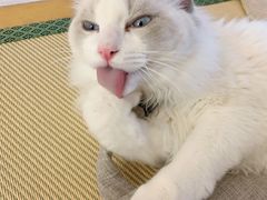 -猫在这儿猫咪咖啡馆·撸猫馆