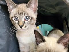 -小叮当动物医院·骨科·眼科