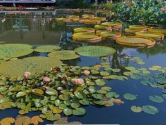 -国家植物园南园