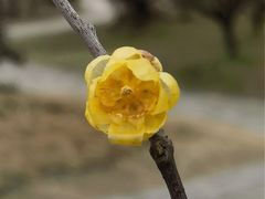 -无锡梅园公园