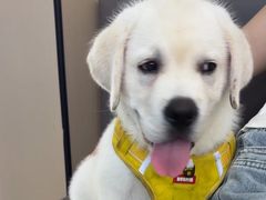 -瑞派伍一宠物医院·眼科·骨科·猫科转诊中心(马王堆院)