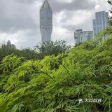 闹市中的绿肺