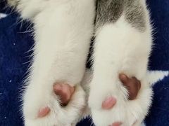 -喵汪萌宠屋旗舰店.洗澡美容.猫狗基地