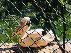 -石家庄市动物园