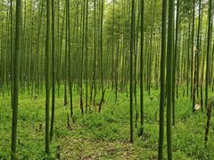 -黄海国家森林公园