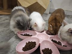 -楼上猫咖(罗湖店)