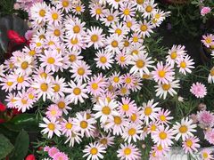 -金科花卉市场