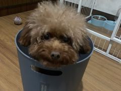 -佳雯宠物医院(金华南路分院)