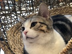 -飞行喵MR PILOT|猫舍·猫咖(静安大融城店)