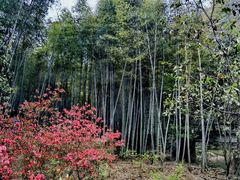 -石台牯牛降景区
