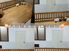 -成都大熊猫繁育研究基地