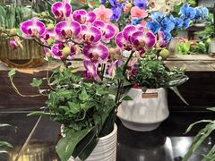 -双季花艺园艺市场(浦东店)