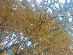 -辽宁大学(崇山校区)