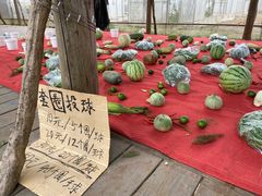 -前小桔亲子创意农场·草莓采摘·露营烧烤