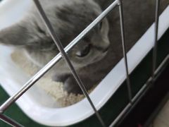 -喵zoo家庭繁育猫舍(尖东智能花园店)
