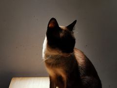 -飞行喵MR PILOT|猫舍·猫咖(静安大融城店)