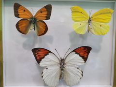 -上海昆虫博物馆
