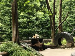 -都江堰中华大熊猫苑