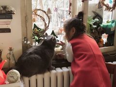 -海边的猫和咖啡馆
