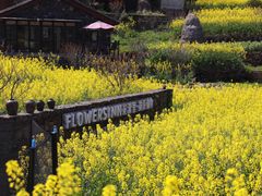 -桑洲油菜花景区