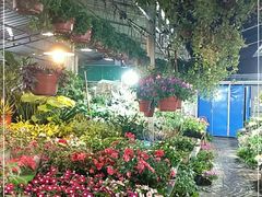 -曲阳花鸟市场(曲阳路店)