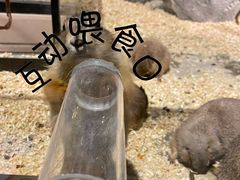 -zoonana室内动物园(东方福来德店)
