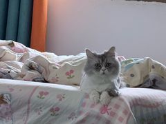 -安安宠医宠物医院·异宠·犬猫内科(岳阳分院)