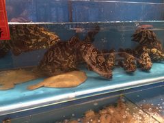 石斑鱼-汇丰海鲜(东亚·世纪城文脉苑店)