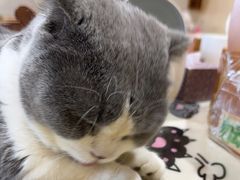 -藏猫猫咖啡主题馆(中央大道店)