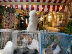 -宝珠奶酪(浦东金桥店)