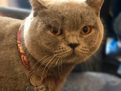 -名猫咖啡馆·撸猫·拼豆