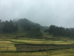 -紫鹊界梯田景区