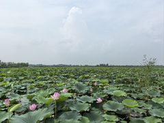 -白洋淀风景区
