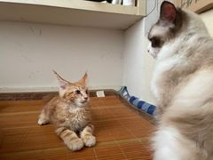 -欣宠猫屋·矮脚拿破仑·蓝金金渐层