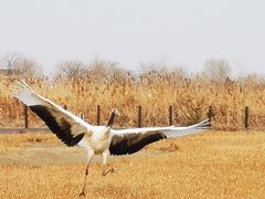 -盐城丹顶鹤湿地生态旅游区