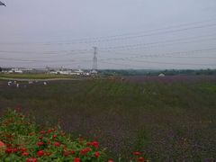 花田-紫颐香薰山谷景区