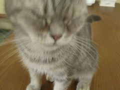 猫-猫色咖啡·猫咖
