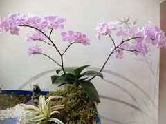 -厦门园林博览苑