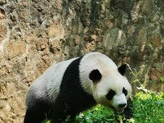 -都江堰中华大熊猫苑