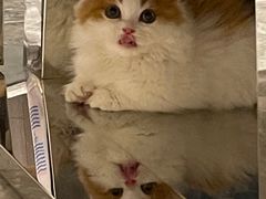 -momokira米努特·德文卷毛猫·棉花面纱犬