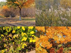 -永定河休闲森林公园