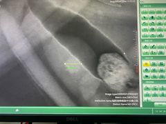 -美联众合宠物医院·爱萌分院·内外科·猫科中心