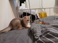 -东方名猫馆·英短金渐层布偶猫舍(环线广场1号楼店)