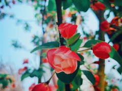 -天津东丽湖风景区